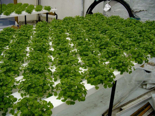 Product picture 20 Hydrophonic Articles - High Quality Articles - PLR