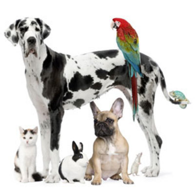 Product picture 1380 Pets Articles - High Quality Articles - PLR